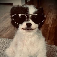 Fitzy the Dog (@adognamedfitzy) 's Twitter Profile