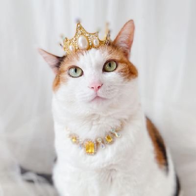 caretaker of SophistiKitten the Fierce, Imperial Grindset
