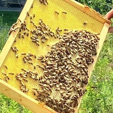 bettywiderski's profile picture. At that sky place as @bettywiderski.com - pls refollow!
I am NOT reading posts or DMs here anymore  - just keeping the account so it's not reused.