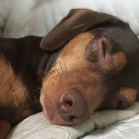 World’s Greatest Dog Dad (@bobcal25) 's Twitter Profile
