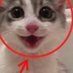gatitopatore๐ฅ๐๐ฑ (@gatito_patr) Twitter profile photo gatitopatore๐ฅ๐๐ฑ (@gatito_patr) Twitter profile photo