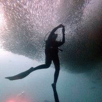 DIVE CABO (ダイブ カボ ) (@divecabojapan) 's Twitter Profile Photo