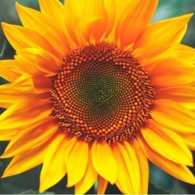 sunnyflow85's profile picture. 