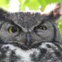 Rich Nipples (@pythagasaurus3) 's Twitter Profile