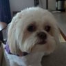 telly2828's profile picture. SHIH TZU OWNER, MAJOR WEATHER ENTHUSIAST AND TRUE CRIME JUNKIE. ADVOCATING FOR THE MISSING AND MURDERED!