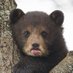 🐻 Bears Daily 🐻 (@bearsdaily_) Twitter profile photo 🐻 Bears Daily 🐻 (@bearsdaily_) Twitter profile photo