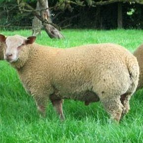 Sheep & beef 👨🌾. Breeding SIL recorded Charollais sheep on the fringes of the Canterbury plains. Lover of co2. A fan of freedom, not digital ID.