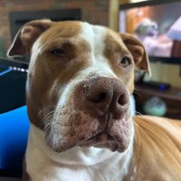 Cheri Sicuso (@bosco1) 's Twitter Profile