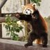 Red panda (@redpanda131313) Twitter profile photo Red panda (@redpanda131313) Twitter profile photo