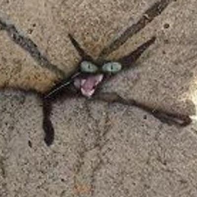 scrimpityscrump's profile picture. Feminist liberal atheist 🏳️‍🌈❤️