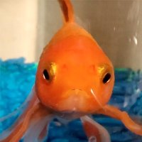 MERLIN (@merlincto) 's Twitter Profile