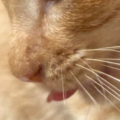 保護猫と暮らし始めました。・シャム:シュン(2024年8月頃生) ・茶トラ:レオ (2024年8月頃生)