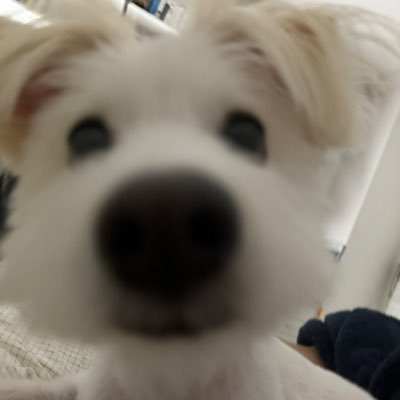 이민석 ㅈㄴ 개죽이
