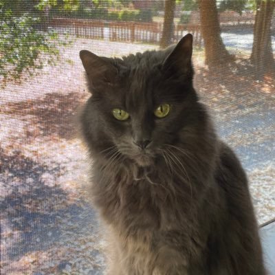EliseFoster85's profile picture. 