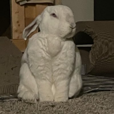 bun_theta's profile picture. 