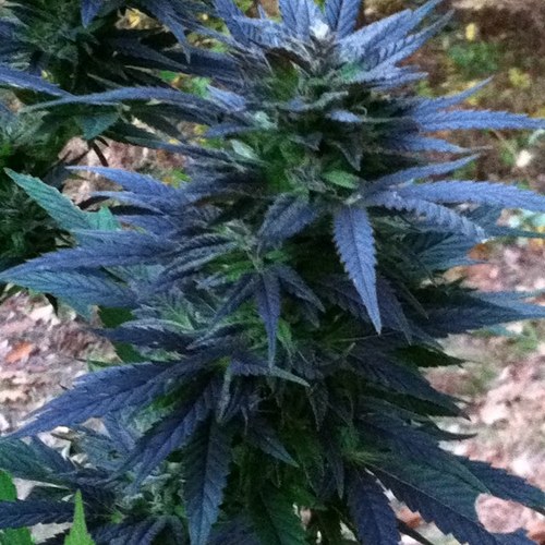 chaoswithin333's profile picture. 