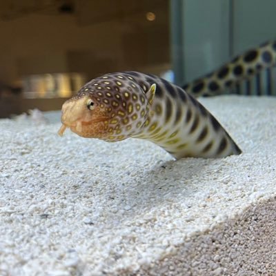 やっこさんのプロフィール画像