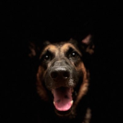 Dog trainer, Behavior shaper and Behavior specialist. FREE ADVISE!