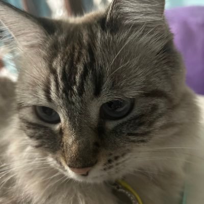 cantolopey's profile picture. 