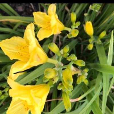 soicymama's profile picture. 