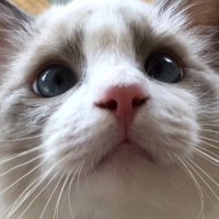 カードショップアビス 1.5号店 (@abisu1_5) 's Twitter Profile