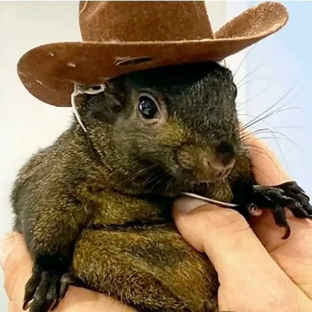 VigilantesQuito's profile picture. anti corrupción y animalista. sin pelos en la lengua