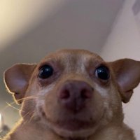 feefil 🦧 in 🇰🇷 #ColdplaySeoul (@swall0wedthesea) 's Twitter Profile Photo