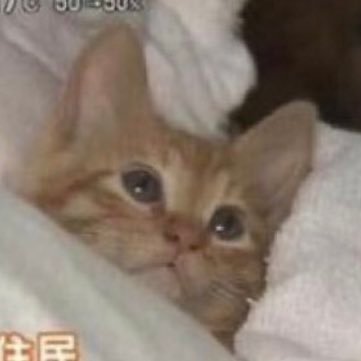 ddjdoosl's profile picture. ITF.23 scs2→esys 🏃‍♂️ TOMOO🐈 / なとり