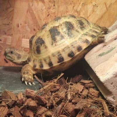 爬虫類好きです
ロシアリクガメ(2)、ヘルマンリクガメ(2)、ヒョウモンリクガメ(1)コーンスネーク(4)、メキブラ(1)、フトアゴヒゲトカゲ(2)飼ってます
リクガメ好き
