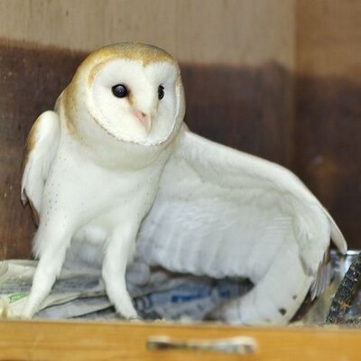 ヘルやまだ メンフクロウ が好きで職場の子にこの画像で説明したら 気持ち悪い っていわれた 率直なご意見ありがとう W でも本当にかわいいんだよ Http T Co I5g4rzux ヘルやまだ メンフクロウ が好きで職場の子にこの画像で説明したら 気持ち悪い っていわれた 率直なご意見ありがとう W でも本当にかわいいんだよ Http T Co I5g4rzux