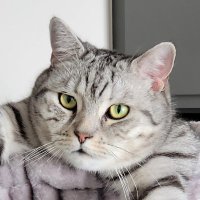 BeMacized ๐ (@bemacized) 's Twitter Profile