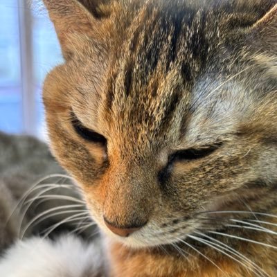 Kaname_Haku's profile picture. #VTuber準備中 旅行動画作成したい系VTuber ポカ旦那 国内旅行業務取扱管理者 温泉ソムリエ勉強したい人 最推し:松島名月