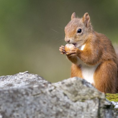 Jetmonty's profile picture. Britain first, America First, Australia first.  👌