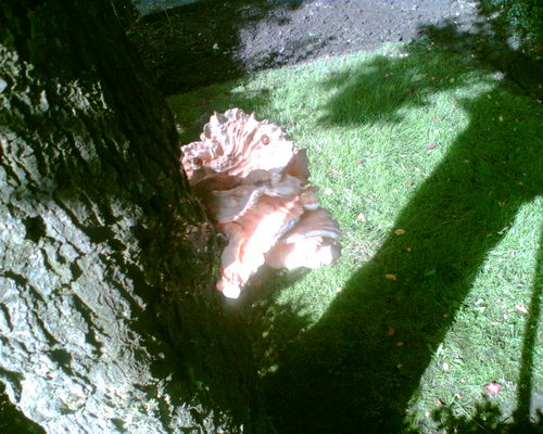 arjannuver's profile picture. ben als hovenier aan het werk met een eigen bedrijf hovenieranuver.nl