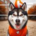 Huskies Volleyball (@huskiesvball) Twitter profile photo Huskies Volleyball (@huskiesvball) Twitter profile photo