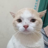 bakwaNKrenyes (@bakwankrenyes) 's Twitter Profile Photo bakwaNKrenyes (@bakwankrenyes) 's Twitter Profile Photo