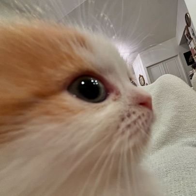 lejindinmycityy's profile picture. hi im an artist who loves anime, manga, and games :c • 22 • graphic design student • 🇳🇱🇸🇷 multi but mostly STAYTINY💫