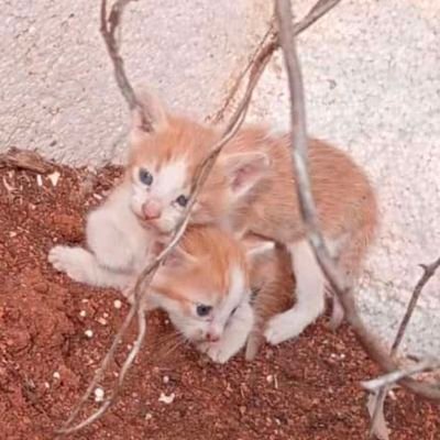 parimala4_grace's profile picture. 