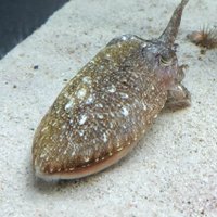 coooo (@hsninrw) Twitter profile photo