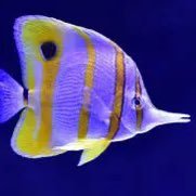 Cosmopolitan 🇺🇸🇺🇸🇺🇸 🇮🇱🇺🇦🇺🇦🇺🇦 (@phillips_allen1) 's Twitter Profile Photo