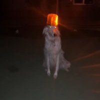 MEMES DAILY (@meme_basement) 's Twitter Profile
