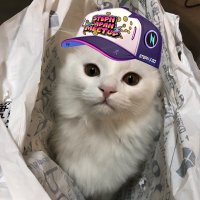 tom🐈福岡ローカルリーダー@STEPN (@tom_stepn) 's Twitter Profile