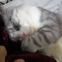 Graceyyy (@alomanigrgrace) 's Twitter Profile