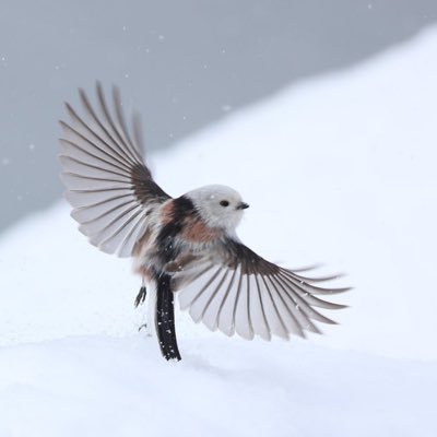 ぶたのかくにページ 豚の角煮のレシピ・作り方 | プロに教わるおいしいレシピ