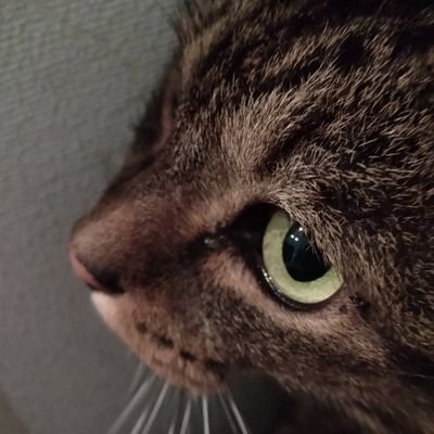 X初心者、いれりす初心者の会社員ままりすです。義務教育中の娘といれいす箱推ししてます。娘はカラフルピーチのシヴァさんも激推し。私はクロノヴァ激推し中。ゆったりまったりアカウントなんで、よろしければお付き合いください。