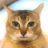 Bingus (@bingusthecat33) Twitter profile photo