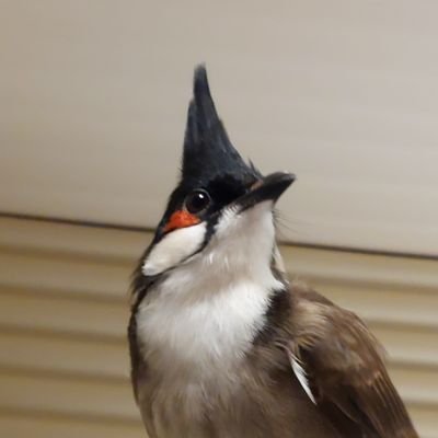 香港から来たコウラウン(赤ひげヒヨドリ)🐥
A red-whiskered bulbul from Hong Kong🐥
鳥好き👍
Love birds👍