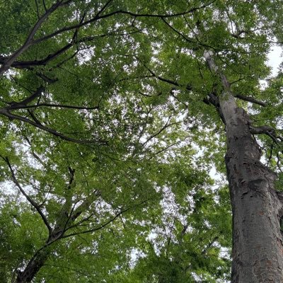 riccardavoce's profile picture. 2023.5.20以降マシンガンズ界隈の祭りの様子を見ていたらいつの間にか神輿を担いでいました。