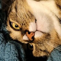 Wollffye (@wollffye) 's Twitter Profile