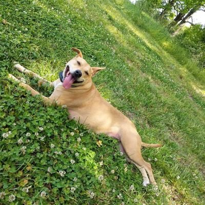 TigletToo's profile picture. Dog lover, outdoor adventurer, group exercise enthusiast, and all-around good human